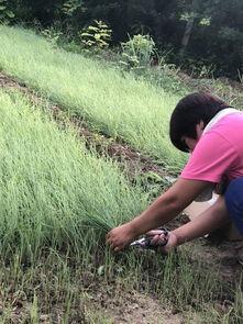 吃瓜群众上班视频,吃瓜群众镜头下的职场百态