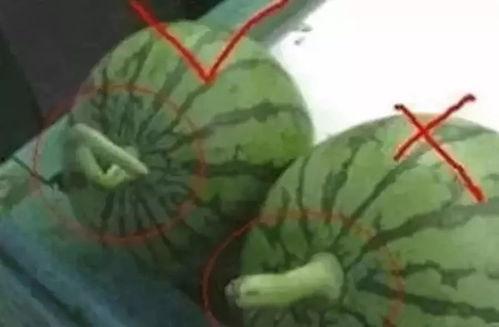 吃瓜群众的专辑叫什么名字,跟随“吃瓜群众”专辑探寻流行音乐的甜蜜与苦涩