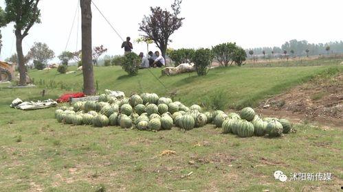 沭阳吃瓜群众,揭秘当地生活百态