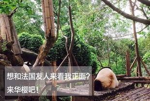 榕树头下的吃瓜群众是谁,揭秘街头巷尾的热议焦点