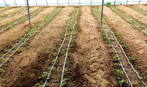 鲁山吃瓜群众们是谁啊,揭秘当地独特社交现象