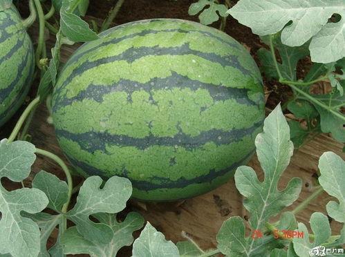 特效吃瓜群众怎么做的,揭秘网络热点的幕后操作