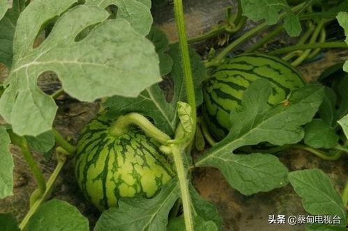 吃瓜群众种植专用,轻松入门，快乐收获