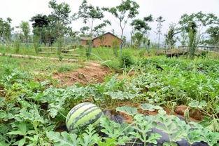 吃瓜群众不适合上场,揭秘不适合上场的真实原因