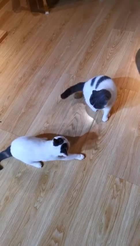 吃瓜群众丁大喵,揭秘娱乐圈那些事儿