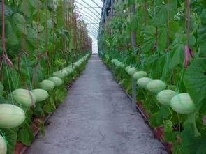 一群吃瓜群众的说说