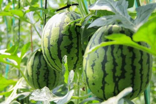 吃瓜群众西瓜派对,吃瓜群众西瓜派对盛况空前