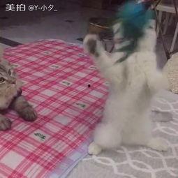 吃瓜群众陈大爷