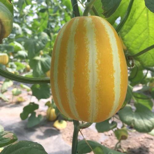 吃瓜群众地道英文,From Gossipy Spectators to Global Buzz: The Evolution of the 'Eggplant Listener' Phenomenon