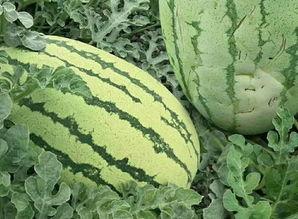 什么样算吃瓜群众,网络时代下的围观者画像