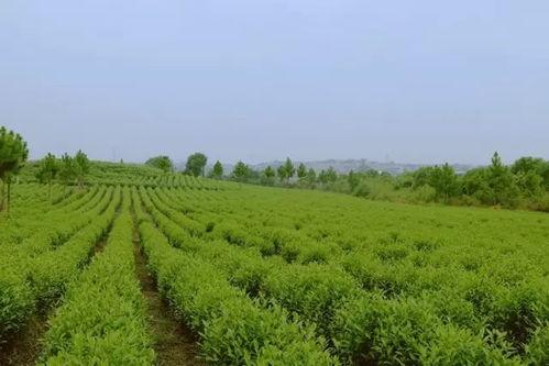 贵溪市罗河镇吃瓜群众,吃瓜群众热议，夏日炎炎话瓜香