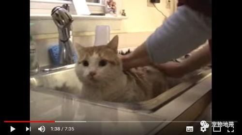 一句话形容吃瓜群众,揭秘吃瓜群众的热情与理智